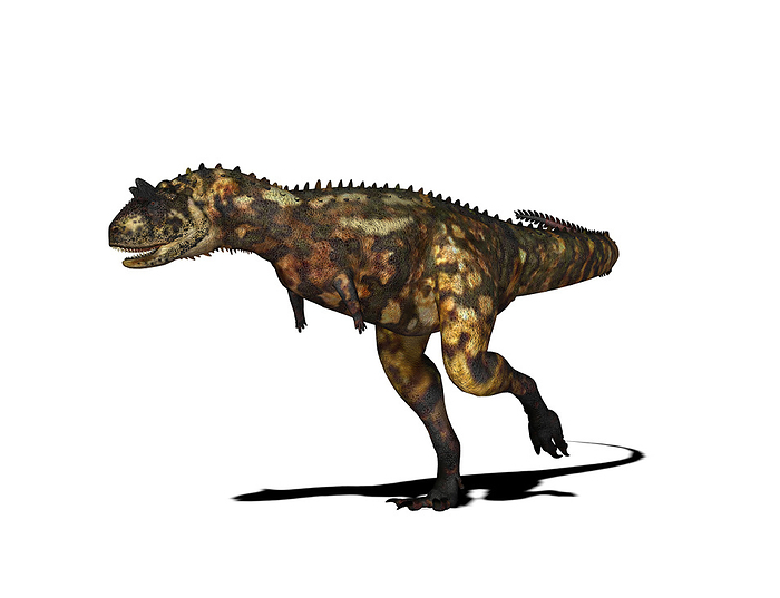 Carnotaurus dinosaur, illustration Carnotaurus dinosaur. Computer illustration of a Carnotaurus sp. dinosaur. This carnivorous theropod dinosaur lived during the Campanian and Maastrichtian stages  83.5 to 5.5 million years ago  of the Late Cretaceous period, in what is now Patagonia, Argentina.