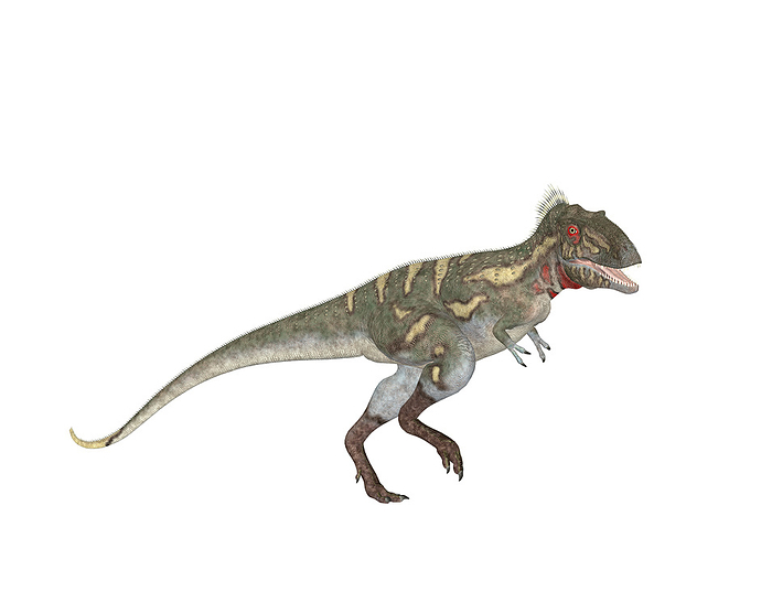 Nanotyrannus dinosaur, illustration Nanotyrannus dinosaur. Computer illustration of a Nanotyrannus sp. dinosaur. This small tyrannosaurid carnivorous theropod lived around 68 to 66 million years ago, during the Maastrichtian age of the Late Cretaceous Period in what is now North America.