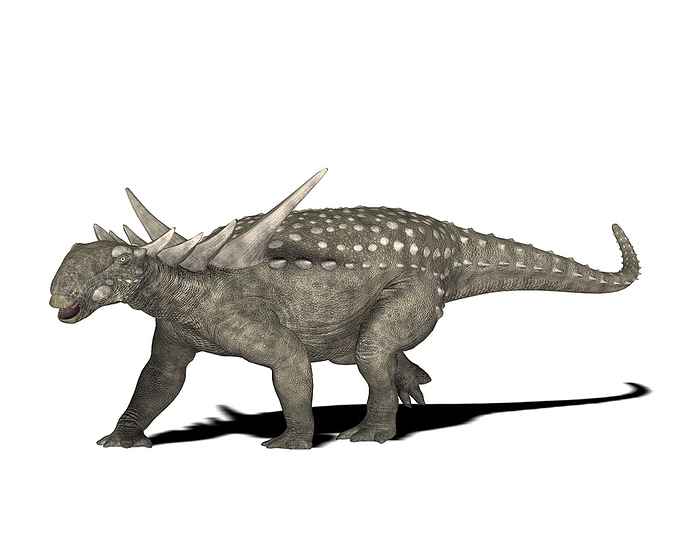 Sauropelta dinosaur, illustration Sauropelta dinosaur. Computer illustration of a Sauropelta sp. dinosaur. This herbivorous armoured dinosaur lived during the Early Cretaceous Period  around 130 to 122 million years ago , in what is now North America. It reached lengths of around 5 metres.