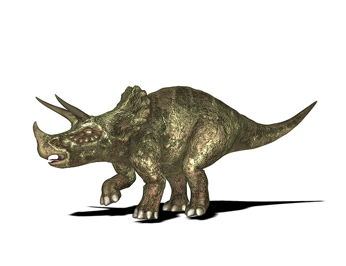 Triceratops dinosaur, illustration Triceratops dinosaur. Computer illustration of a Triceratops sp. dinosaur. This herbivorous ceratopsid lived around 68 million years ago during the late Maastrichtian stage of the late Cretaceous Period, in what is now North America.