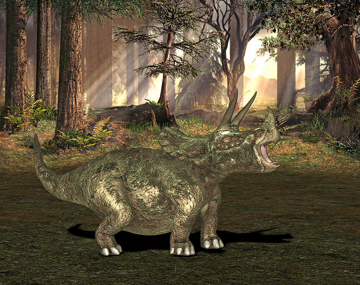Triceratops dinosaur, illustration Triceratops dinosaur. Computer illustration of a Triceratops sp. dinosaur in a prehistoric forest. This herbivorous ceratopsid lived around 68 million years ago during the late Maastrichtian stage of the late Cretaceous Period, in what is now North America.