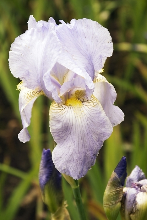 Iris  Allegiance  flower Iris  Allegiance  flower.