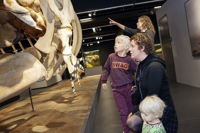 Sperm whale skeleton display Sperm whale  Physeter macrocephalus  skeleton. Visitors gazing at a display of a complete sperm whale skeleton at the Zoological Museum in Copenhagen. These bones came from a whale first found stranded on Henne Strand, Jutland, Denmark. It measured 14 meters in length and weighed an estimated 30 tonnes. The carcass was dissected and the bones cleaned under a lengthy process and then assembled at the museum.
