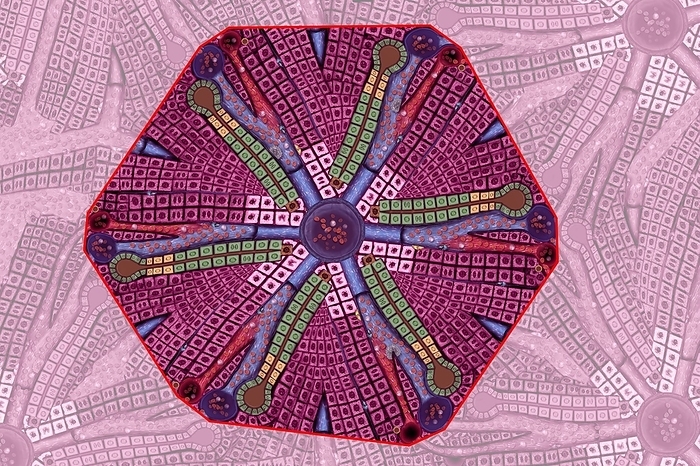 Liver Lobule, illustration The liver is made up of thousands of hexagonal units called lobules. It plays a vital role in metabolism, storing nutrients in forms such as glycogen, and helping to clean the blood of toxins and other waste products. It also produces bile, a liquid that is used to digest fats.
