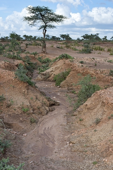 Soil erosion due to water runoff. Soil erosion, due to water runoff, near the town of Turmi, within the state of Ormorate, Southern Ethiopia.