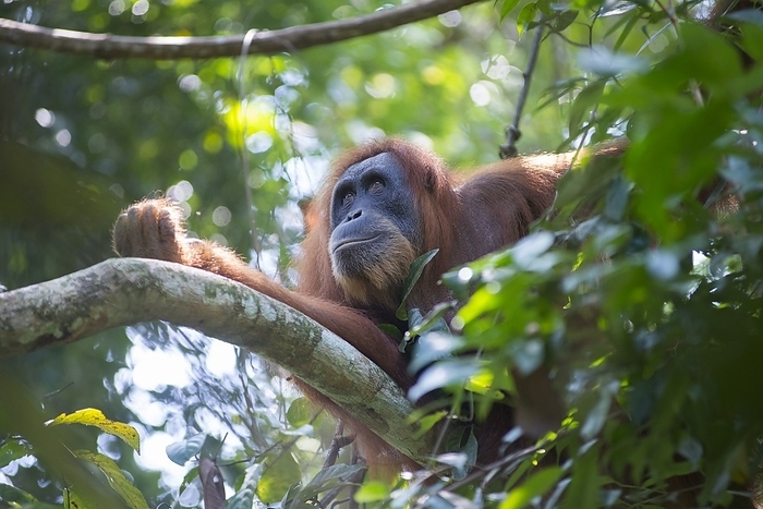 Sumatran orangutan Sumatran orangutan, Pongo abelii. Photographed in Gunung Leuser National Park, northern Sumatra, Indonesia. An orangutan sanctuary at Bukit Lawang is located within the park