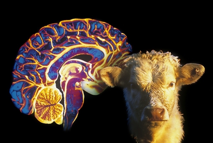 Human brain and beef cow Illustration of the risk of Creutzfeldt Jakob disease. Magnetic resonance image  MRI  scan of a normal human brain and a beef cow. Mad cow disease or BSE  Bovine Spongiform Encephalopathy  appeared in 1985 in Britain. It is believed to have arisen from scrapie, a similar disease in sheep and goats, and transmitted by feeding cattle with products from infected sheep carcasses. The agent responsible for BSE is a virus like organism known as a prion. There is concern that infected beef and cattle related products eaten by people may cause the related Creutzfeldt Jakob disease  CJD  in humans.