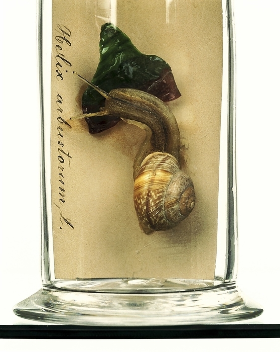 Copse snail, glass model Copse snail. Glass model of a land snail, also known as a copse snail  Arianta arbustorum . This glass sculpture was crafted in the mid 19th Century by glass artists Leopold and Rudolf Blaschka.