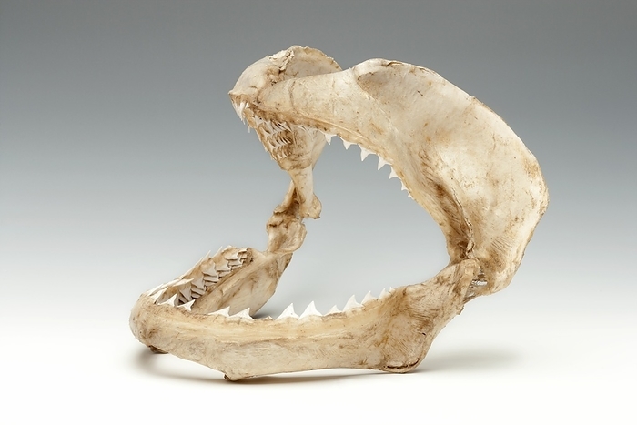 Bull shark jaws, specimen Bull shark jaws. Jawbones and teeth of the bull shark  Carcharhinus leucas . Also known as the Zambezi shark, it is found worldwide in warm, shallow waters along coasts and in rivers. The bull shark is known for its aggressive nature.
