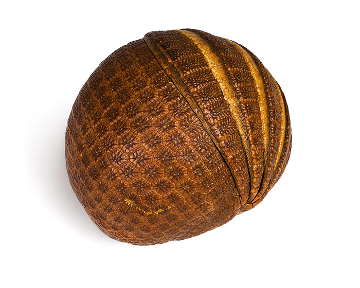 Armadillo carapace, specimen Armadillo. Preserved specimen of the armour of a three banded armadillo  Tolypeutes sp.  rolled up into a defensive ball. The armour is formed from plates of dermal bone. Armadillos are mammals native to the Americas. Three banded armadillos roll into a ball when threatened by a predator.