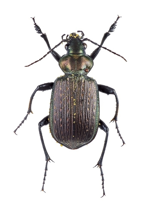 Ground beetle Ground beetle  Carabinae sp. .
