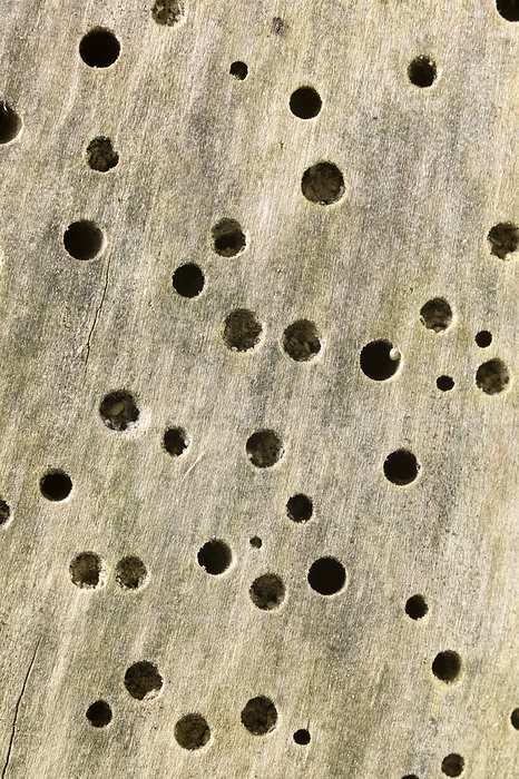 Woodworm infested timber Woodworm holes in timber from a horse chestnut tree, Aesculus hippocastanum. The picture shows holes at the surface of the wood. They are a cross sectional view of exit holes made by beetles as they emerged after up to 3 years spent as larvae tunnelling within the wood. The average diameter of the tunnels is 2mm.Woodworm is a generic term referring to damage caused by several species of wood boring insect. The most common  woodworm   that produces holes of about 2mm in diameter is the furniture beetle, Anobium punctatum. Eggs are laid in surface crevices, and the larva bores into the wood. This is the usual source of woodworm damage within houses. In stored timber outside, as here, almost indistinguishable damage can also be caused by the powder post beetle, Lyctus brunneus. The adults, if seen, can be identified by differences in their antennae. 