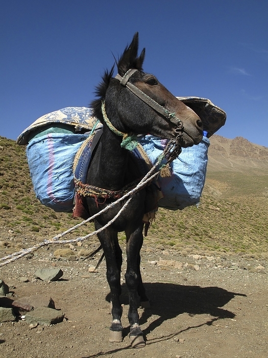 Pack mule, Morocco Pack mule in the High Atlas mountains, Morocco. Mules are the offspring of a donkey stallion and a horse mare. They are intelligent, strong and sure footed, and are used for transport and in traditional agriculture all over the world.