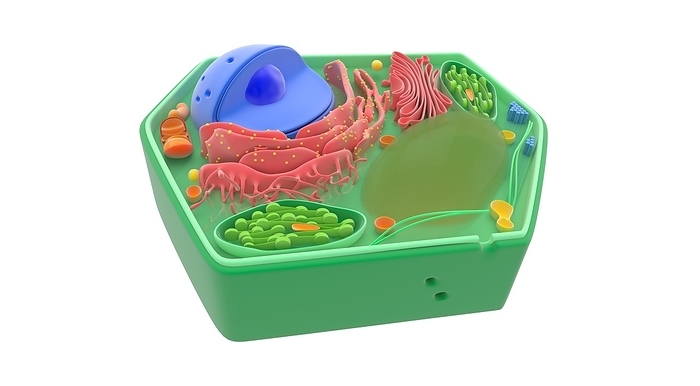 Plant cell, illustration Plant cell components and organelles, illustration. The cell wall  dark green  is lined with a plasma membrane  light green . The nucleus  blue  has a nucleolus  dark blue , a nuclear envelope and nuclear pores  holes . Membranes  pink  include rough endoplasmic reticulum  with ribosomes, yellow dots , smooth endoplasmic reticulum  filaments  and the Golgi apparatus  folded . Also shown are a mitochondrion  orange, upper left by nucleus , chloroplasts  green, oval , a vacuole  centre right , microfilaments  green , microtubules  blue , peroxisome  orange , plasmodesma  holes in cell wall . For this artwork with labels, see image C023 8729.