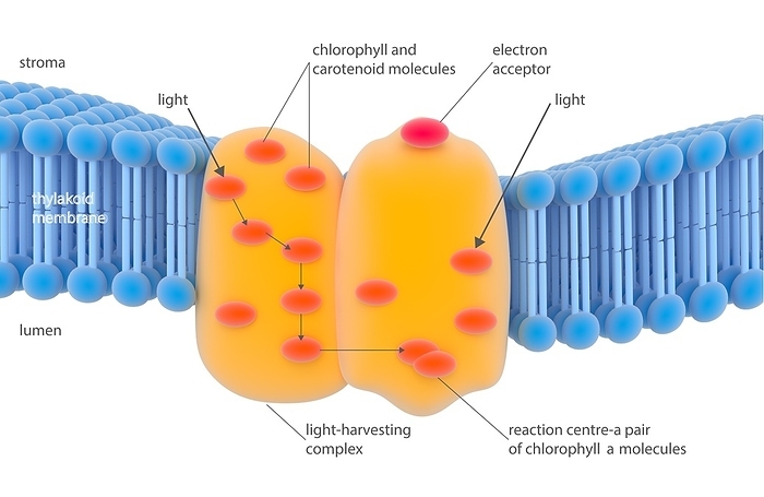 Photosynthesis light harvesting complex Photosynthesis light harvesting complex. Illustration of the light harvesting complex  orange  found on the thylakoid membrane  blue  in the chloroplasts of plants. This is the location of chlorophyll and carotenoid pigment molecules  orange  that take part in photosynthesis. They absorb incoming light, with a cascade effect leading to a reaction centre  lower centre , a pair of chlorophyll  a  molecules. The energy is transferred out through an electron acceptor  red, upper centre  and used in further reactions elsewhere on the membrane. For this artwork without labels, see image C023 8814.