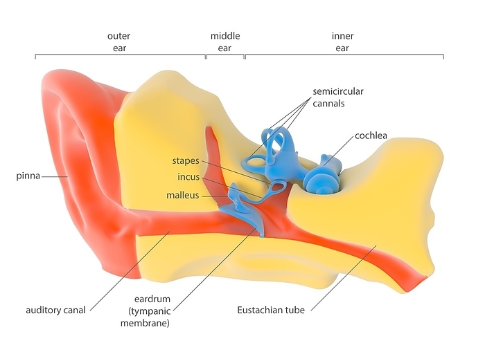 Human ear anatomy, illustration Human ear anatomy. Illustration showing the outer  left , middle  centre  and inner  right  sections of a human ear. The outer ear s pinna  red, left  is the external part of the ear. The auditory canal  red  leads from here to the eardrum  tympanic membrane, blue , which transmits sounds from the air to the bones  blue  of the middle ear  malleus, incus, stapes . These mechanically transmit sounds to the fluid filled organs  blue  of the inner ear, the semi circular canals and the cochlea. Hair cells in the cochlea trigger nerve signals that are transmitted to the brain. The Eustachian tube  red, lower right  leads to the throat. For this artwork without labels, see C023 8842.