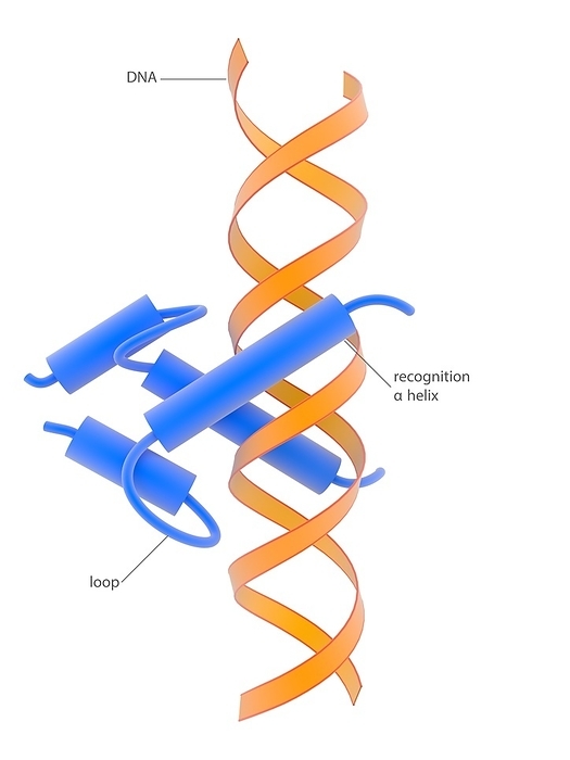 Helix loop helix DNA binding domain Helix loop helix DNA binding domain. Illustration of a regulatory protein  blue  binding to DNA  deoxyribonucleic acid, orange helix  in a helix turn helix formation. Such protein DNA binding can enhance or suppress expression of the genetic information carried by the DNA. In this type of DNA binding protein, the short and long alpha helices of the protein are joined by a  loop   centre left  and bound as a dimer to the DNA structure. The key protein component is called the  recognition alpha helix . For this artwork without labels, see C023 8883.