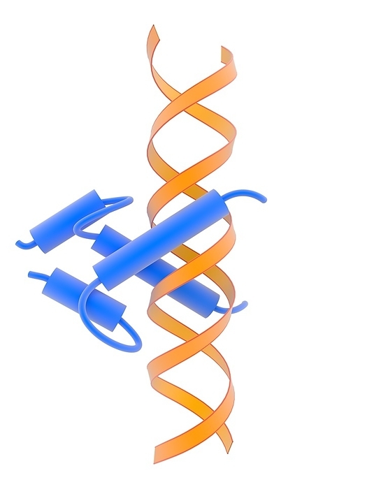 Helix loop helix DNA binding domain Helix loop helix DNA binding domain. Illustration of a regulatory protein  blue  binding to DNA  deoxyribonucleic acid, orange helix  in a helix turn helix formation. Such protein DNA binding can enhance or suppress expression of the genetic information carried by the DNA. In this type of DNA binding protein, the short and long alpha helices of the protein are joined by a  loop   centre left  and bound as a dimer to the DNA structure. The key protein component is called the  recognition alpha helix . For this artwork with labels, see C023 8882.