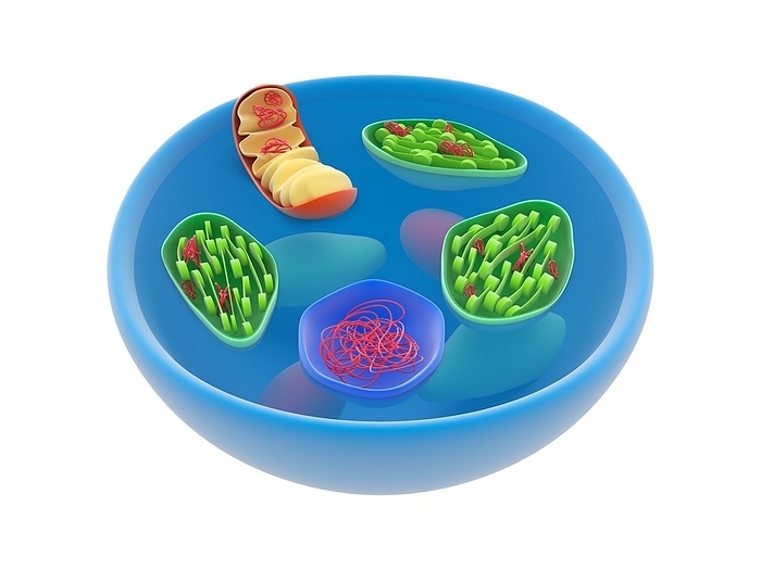 Eukaryotic cell genomes, illustration Eukaryotic cell genomes. Illustration showing the genetic material  genome, red  contained in both the cell nucleus  blue, lower centre  and in other organelles in a eukaryotic cell. The nuclear genome is much larger than the vestigial genomes found in the mitochondria  orange, upper left  and the chloroplasts  green  found in plants. The presence of mitochondrial and chloroplast genomes indicate that these were once independent organisms  bacterium and cyanobacterium respectively  that were taken up by an ancestral eukaryotic cell in what is called symbiogenesis or endosymbiotic theory. For this artwork with labels, see C023 8886.