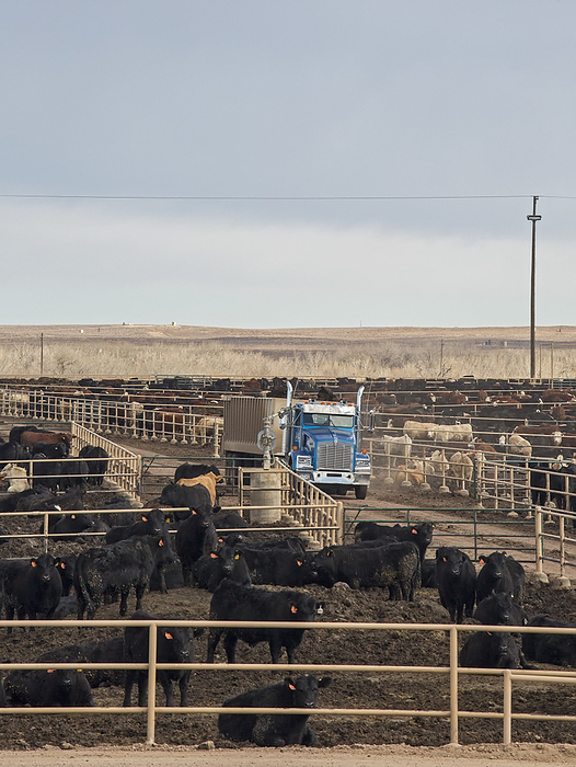 Cattle feedlot, USA Cattle feedlot. This feedlot has a capacity of 98,000 cattle. Photographed in Kersey, Colorado, USA.