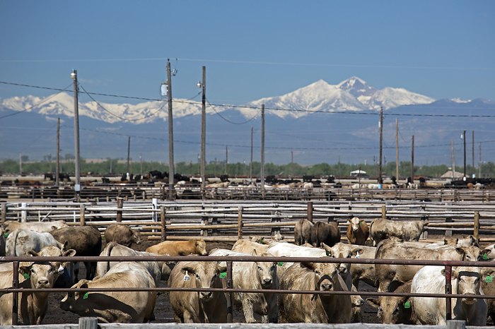 Feedlot cattle, USA Intensive cattle farm. Cattle in a feedlot, a system designed to feed hundreds to thousands of cattle at the same time. Feedlots are used to bulk up beef cattle before slaughter. Photographed in Greeley, Colorado, USA, with the Rocky Mountains in the background.