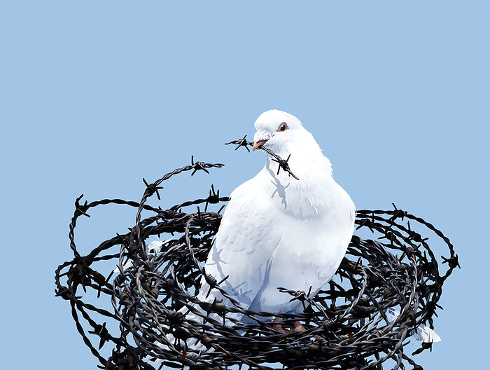 Peace dove, conceptual image Peace dove. Conceptual image of a dove in a nest of barbed wire, with a piece of barbed wire in its mouth, representing peace and reconciliation.