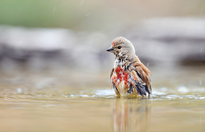 Linnet bathing Linnet  Carduelis cannabina  bathing. This small songbird is found in Europe, western Asia and northern Africa, migrating south for the winter. The male has the red head patch seen here. It inhabits scrubland and parkland with thick bushes, feeding mainly on seeds. Photographed in north eastern Spain.