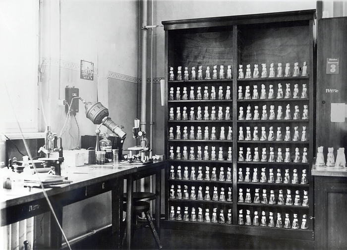 Genetics research fly room, 1920s Genetics research fly room. Flies in vials in the  fly room  at Columbia University, New York, USA. Drosophila fruit flies are used in genetic research. This photograph is thought to date from around 1920. It is from the papers of German US geneticist Curt Jacob Stern  1902 1981 , who worked at Cornell in the  fly room  of US geneticist Thomas Hunt Morgan  1866 1945 . Stern published on the genetics of Drosophila fruit flies, used as a model organism to study changes and mutations in genetics. The work carried out here resulted in Morgan s chromosome theory for which he was awarded the Nobel Prize in Physiology or Medicine in 1933.