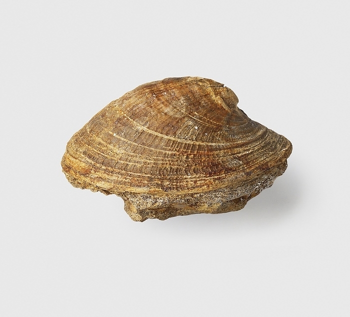 Cap shell, Jurassic era Symmetrocapulus rugosus  Cap shell , Jurassic era