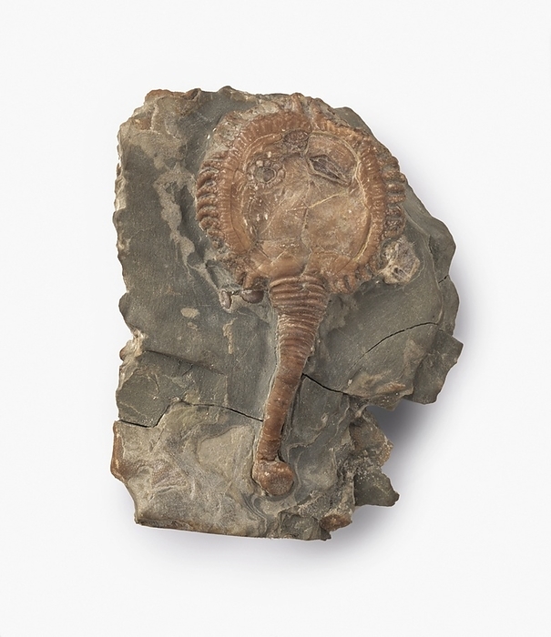 Cystoid fossilized in Wenlock limestone Pseudocrinites magnificus, cystoid fossilized in Wenlock limestone, featuring rhombic respiratory pore