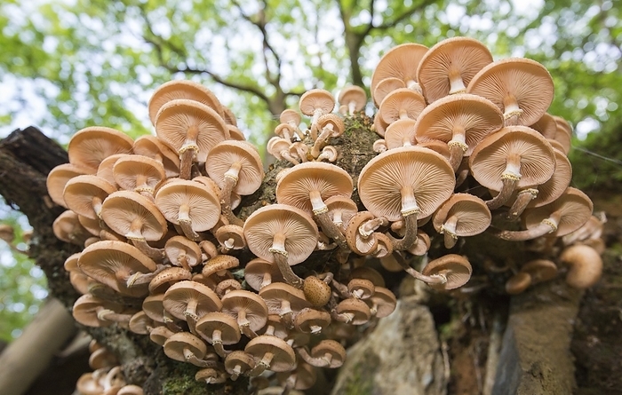 Fungi on an Oak tree Fungi on an Oak tree branch at Rydal, Lake District, UK.