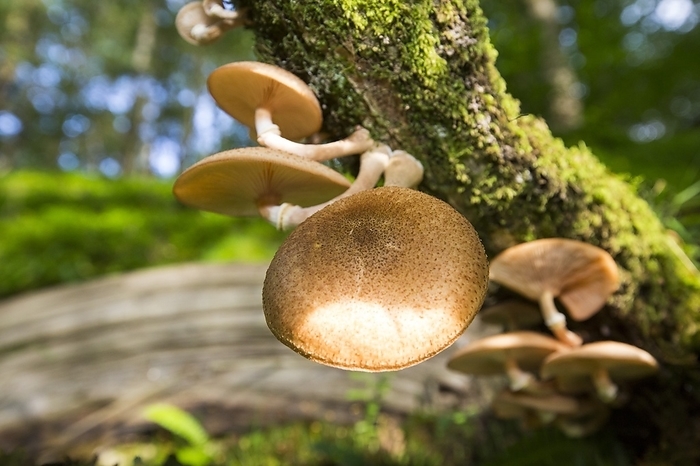 Fungi on an Oak tree Fungi on an Oak tree branch at Rydal, Lake District, UK.