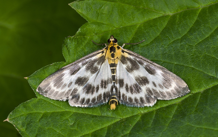 Small magpie moth Close up of a Small magpie moth  Anania hortulata  resting with open wings on a leaf in a Norfolk garden in summer.