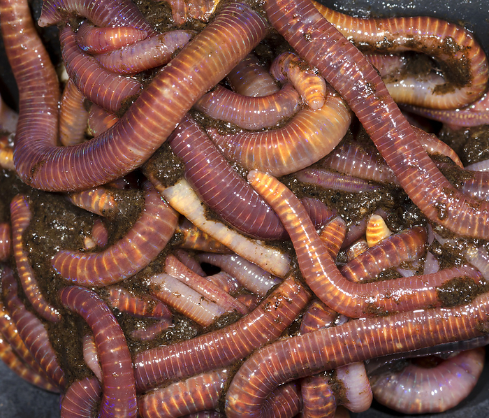 Brandling worms or Red worms Close up abstract of a mass of Brandling worms or Red worms  Eisenia fetida  on the underside of a compost bin lid in a Norfolk garden in summer.