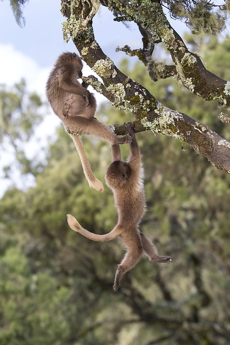 Juvenile Gelada baboons at play Juvenile Gelada baboons  Theropithecus gelada  play in a tree in the Simien Mountains National park in the Ethiopian highlands. Gelada baboons, which are endemic to Ethiopia, are the only graminivorous primates.