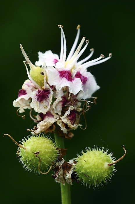 Horse chestnut flowers and fruits Horse chestnut  Aesculus hippocastanum  flowers and fruits. Photographed in May, in Somerset, UK.