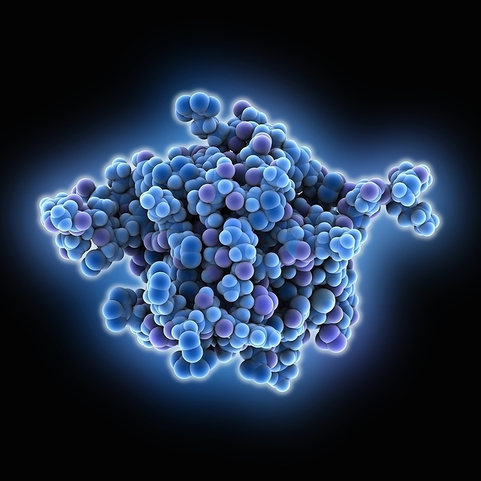 Simian virus SV40 large T antigen Simian virus  SV40  large T antigen, molecular model. This antigen is from the simian vacuolating virus 40  SV40 . Large T antigens play a role in regulating the viral life cycle of the polyomaviridae viruses, such as SV40. SV40 is found in monkeys such as Rhesus monkeys and macaques. Potentially tumour causing in primates and humans, it is used in laboratory research and in vaccines.