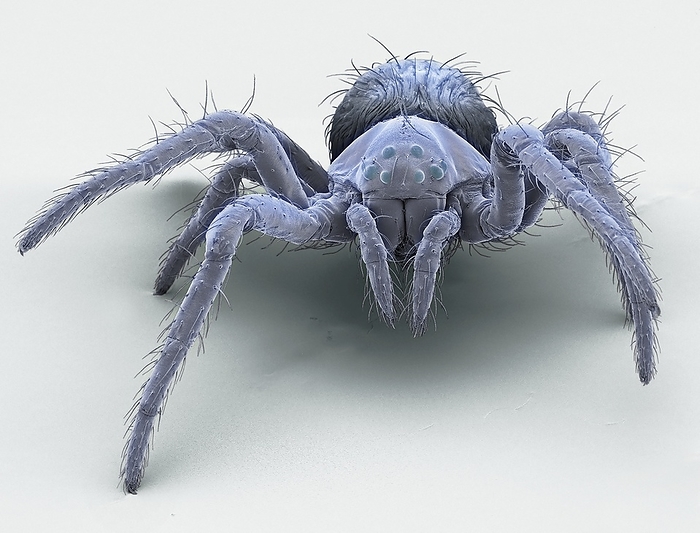 European garden spiderling, SEM European garden spiderling. Coloured scanning electron micrograph  SEM  of a recently hatched spiderling of Araneus diadematus The baby spiders hang out in a tight ball unless disturbed, when they rapidly disperse along silk lines. After the danger has passed, they return to the ball. Magnification: x35 when printed at 10 centimetres wide.