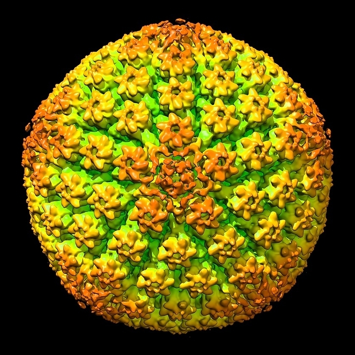 Herpes simplex virus, illustration Herpes simplex virus. Computer illustration showing the structure of the protein coat  capsid  surrounding a herpes simplex virus  HSV  particle  virion . HSV causes herpes and comes in two forms, type 1 and type 2 and is categorised based on where the infection occurs, eg. oral or genital herpes.