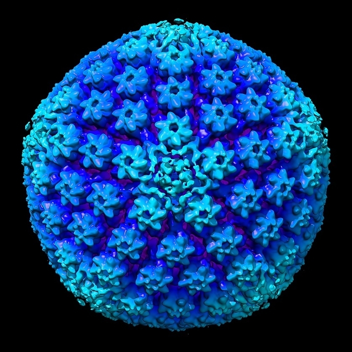 Herpes simplex virus, illustration Herpes simplex virus. Computer illustration showing the structure of the protein coat  capsid  surrounding a herpes simplex virus  HSV  particle  virion . HSV causes herpes and comes in two forms, type 1 and type 2 and is categorised based on where the infection occurs, eg. oral or genital herpes.
