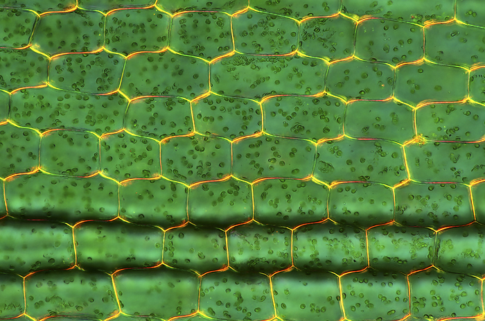 Canadian pondweed, light micrograph Canadian pondweed. Polarised light micrograph of a section through tissue from a Canadian pondweed  Elodea canadensis  plant, showing the cells. Magnification: x100, when printed 10 cm wide.