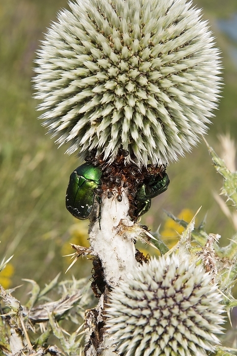 Rose chafers and ants on thistle flowers Rose chafers and ants on thistle flowers. Rose chafer beetles  Cetonia aurata  associating with ants  family Formicidae  on globe thistle  Echinops orientalis  flowers. Photographed in Turkey.