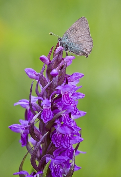 Green hairstreak butterfly on orchid Green hairstreak  Callophrys rubi  butterfly on early marsh orchid  Dactylorhiza incarnata . This small butterfly is found throughout much of Europe and North Africa, and into parts of Asia. Photographed in the Dolomites, Italy.