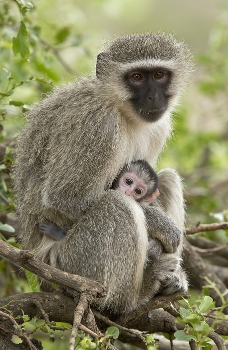 Vervet monkey and young Vervet monkey  Chlorocebus pygerythrus  and young. Young vervet monkey clinging to its mother in a tree. Vervet monkeys are native to Africa. They are found mostly throughout Southern Africa, as well as some of the eastern countries. Photographed in Kruger National Park, South Africa.