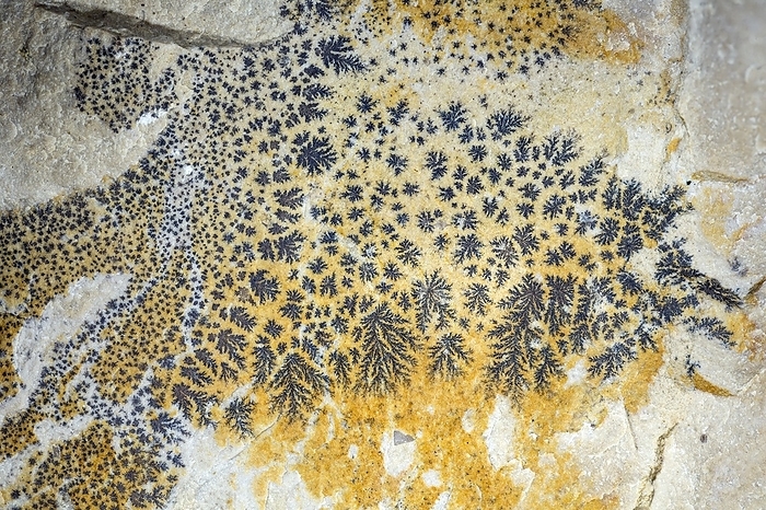 Dendrites with limonite Manganese iron dendrites in limestone from the Randen mountains near Schaffhausen, Switzerland. The yellow mineral is limonite. Although such dendrites look like fossils, they are inorganic, caused by leaching of minerals into a rock fissure. Total image width about 2 centimetres.