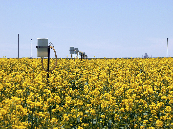 Crop profitability study Crop profitability study. Field of oilseed rape  Brassica napus , or canola, with equipment used to collect data from which the crop s water use and yield can be measured. From this a computer model was validated to assess the potential profitability of future crops. Photographed in Akron, Colorado, USA.
