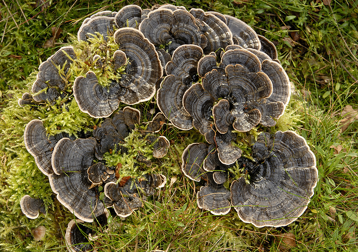 Trametes versicolor polypore fungus Trametes versicolor polypore fungus. This fungus is also known as turkey tail, Coriolus versicolor and Polypore versicolor. It is a many zoned form of this fungus, here growing amongst moss on a tree stump. Photographed in autumn, in a heathland habitat in Norfolk, UK.