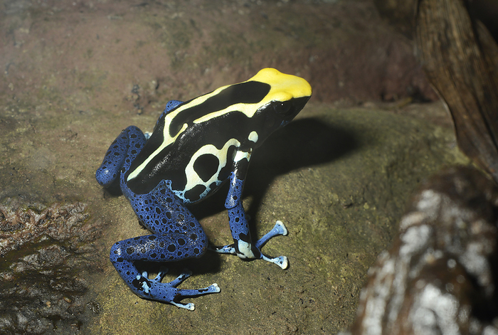 Dyeing poison frog Dyeing poison frog  Dendrobates tinctorius . This species of poison arrow frog lives in the tropical rainforests of north eastern Brazil and French Guinea. Its distinctive colouring of blue, black and yellow make it highly prized in the pet trade.