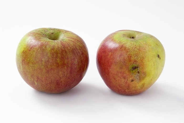 Bruised apple Bruised apple. Normal  left  apple compared to one with that has been bruised  right .