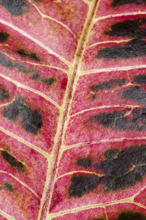 Variegated croton leaf abstract Close up abstract of the leaf of a Variegated croton plant  Codiaeum variegatum  in Lincolnshire, UK.